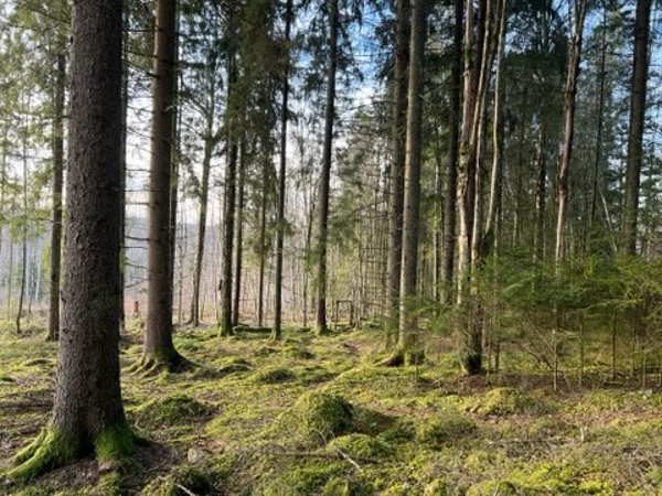 Fin skog