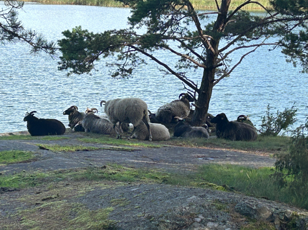 Besökare i hagen